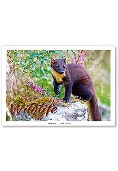Wildlife in Britain Postage Saver Calendar