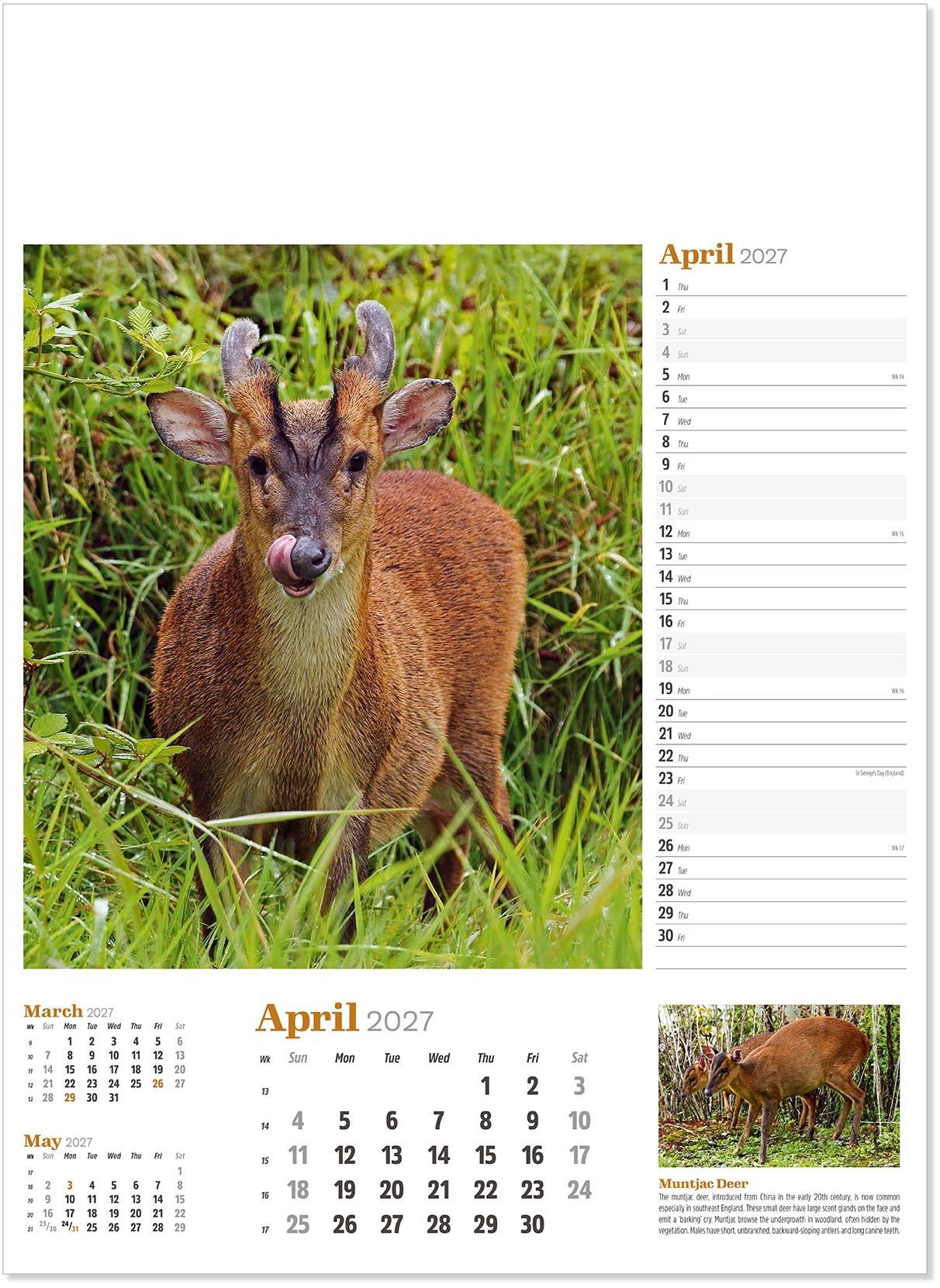 Wildlife in Britain Wall Calendar