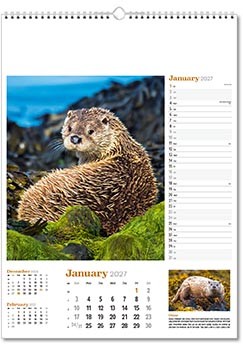 Wildlife in Britain Wall Calendar