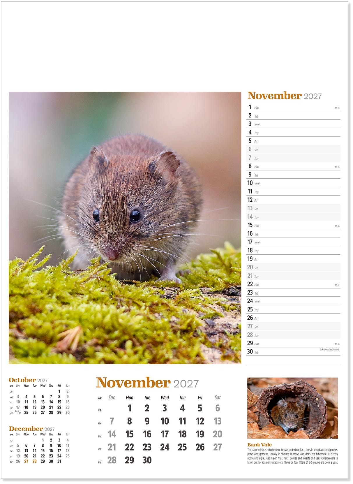Wildlife in Britain Wall Calendar