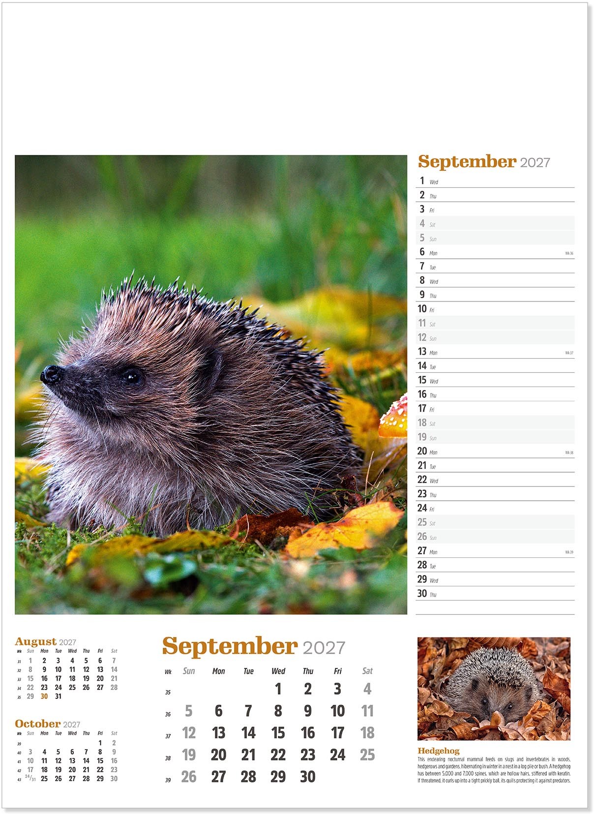 Wildlife in Britain Wall Calendar