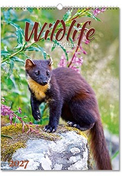 Wildlife in Britain Wall Calendar