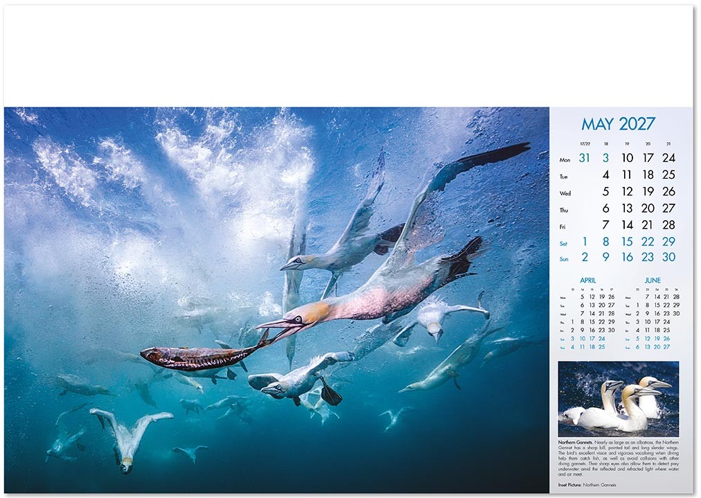 Deep Blue Wall Calendar