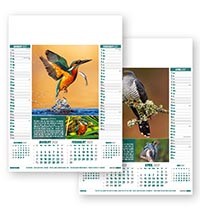 British Birds Calendar